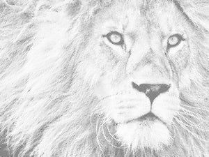 Regard prédateur d'un lion - Dottingo
