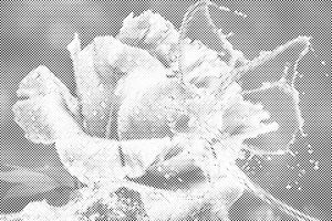 Rose et papillon en gouttes d'eau - Dottingo