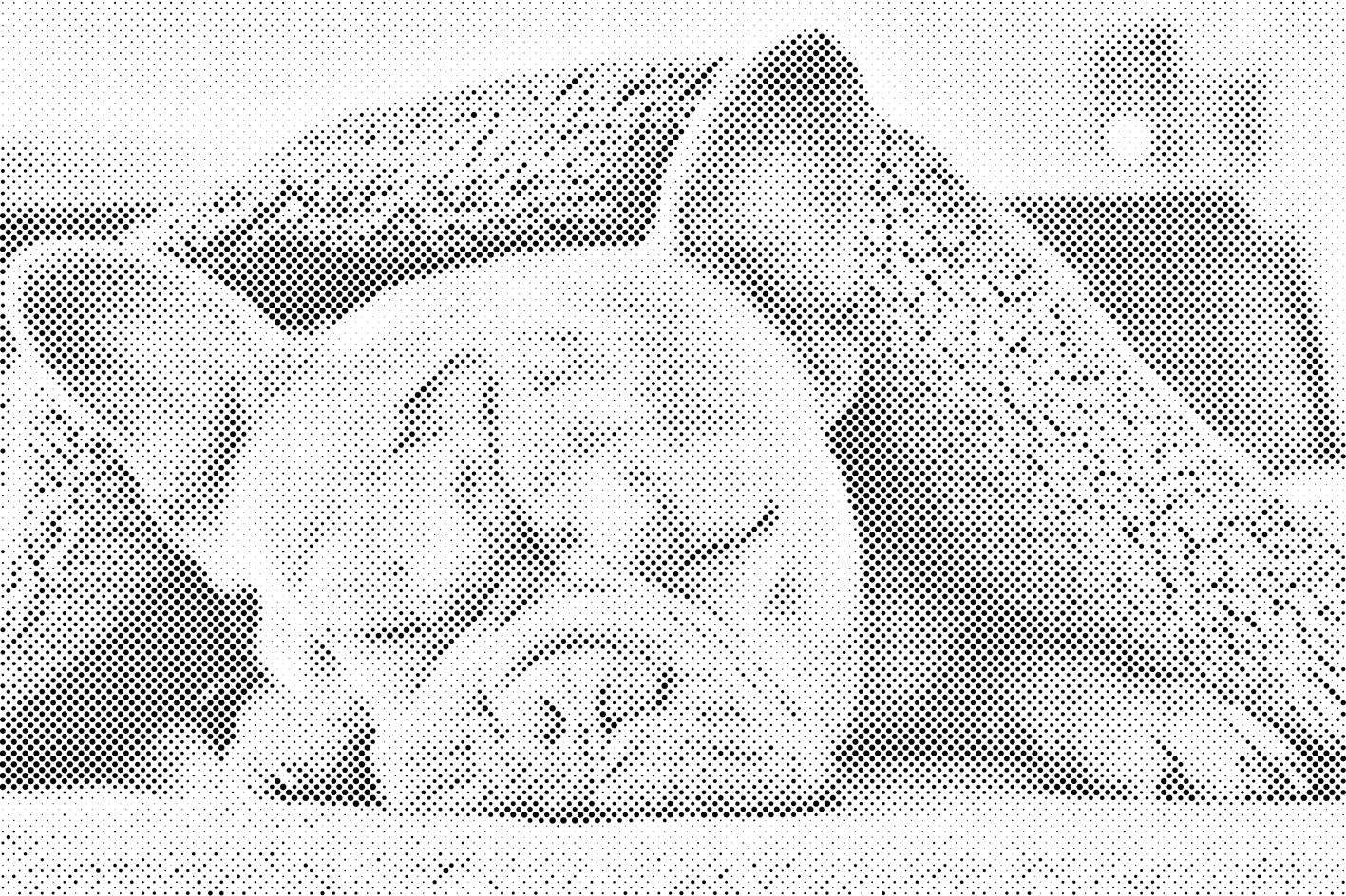 Bulldog fatigué - Dottingo