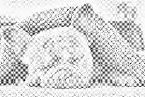 Bulldog fatigué - Dottingo