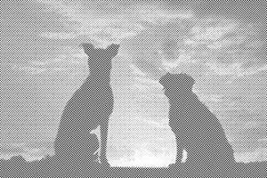 Chiens amis - Dottingo
