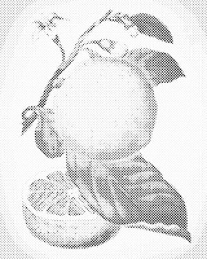 Citron frais - Dottingo