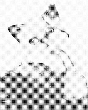 Chaton jouant avec une balle - Dottingo