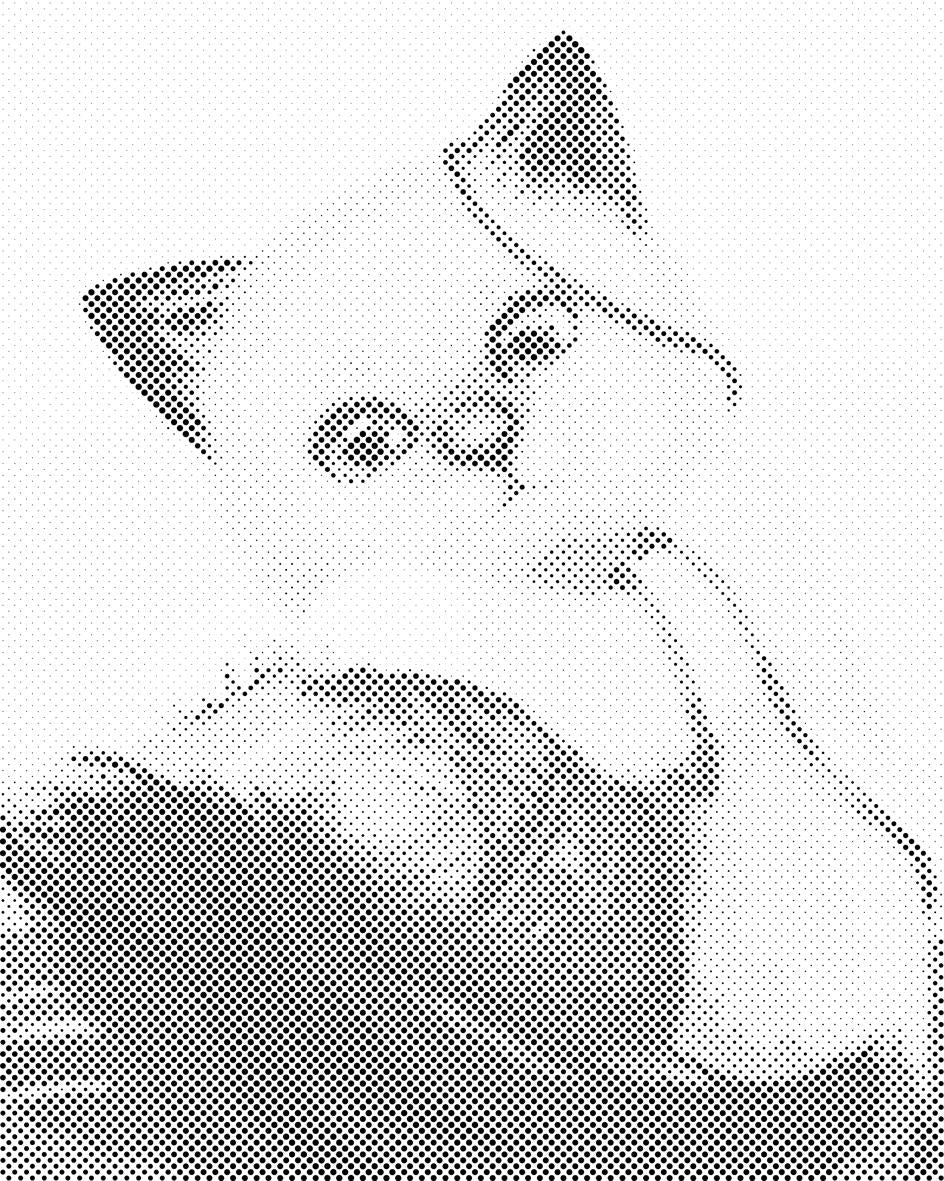 Chaton jouant avec une balle - Dottingo