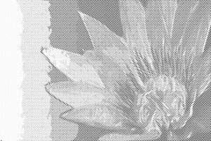 Fleur peinte - Dottingo