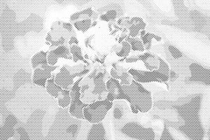 Souci - Dottingo