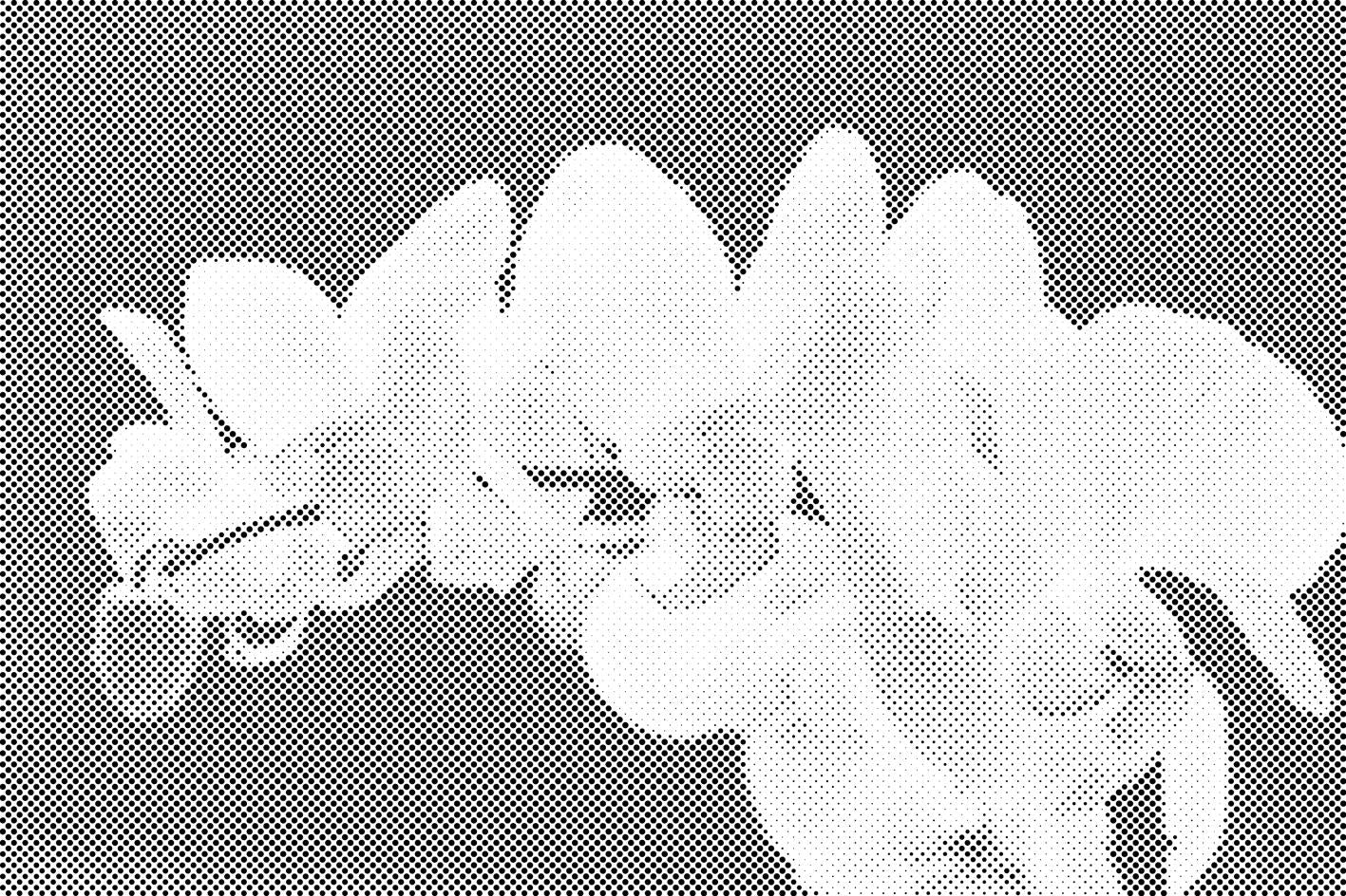 Orchidée blanche 2 - Dottingo