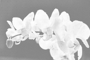 Orchidée blanche 2 - Dottingo